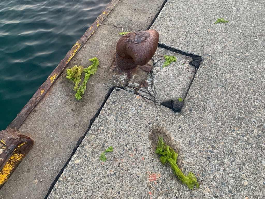 新潟県 笠島漁港 タコ釣りで根掛かる海藻